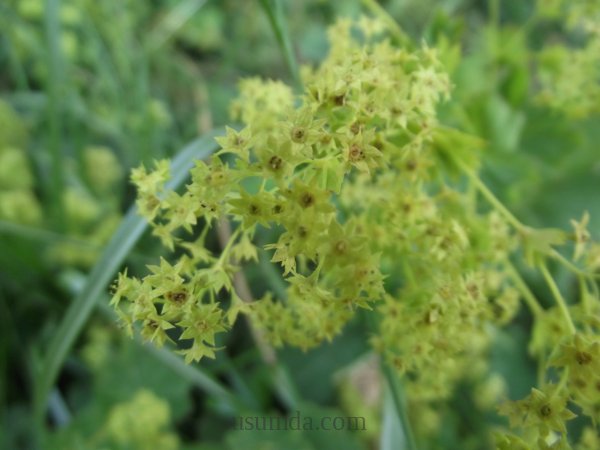 Alchemilla mollis (Buser) Rothm.
