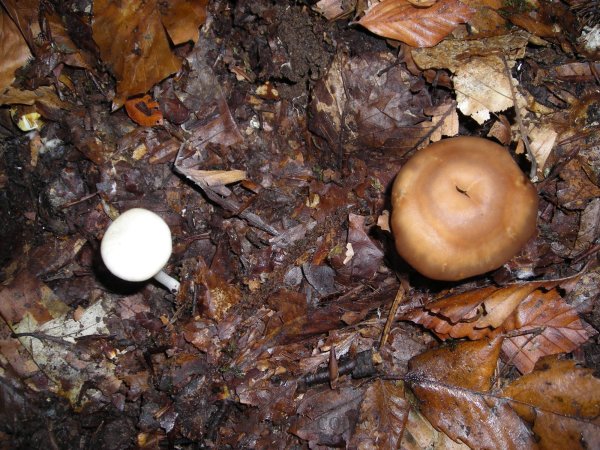 Psilocybe allenii