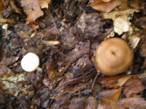 Psilocybe allenii