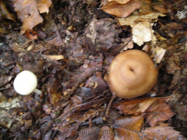 Psilocybe allenii
