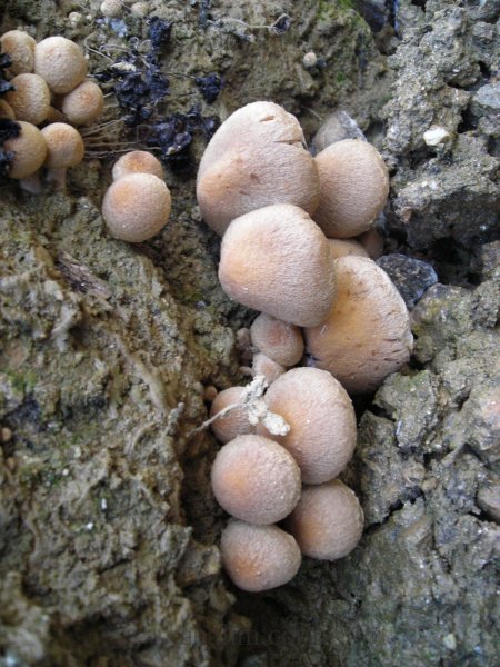 Coprinellus disseminatus