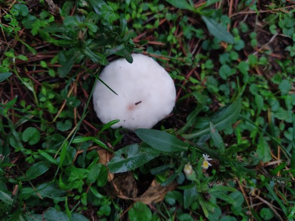 Agaricus campestris