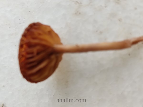 Marasmius oreades