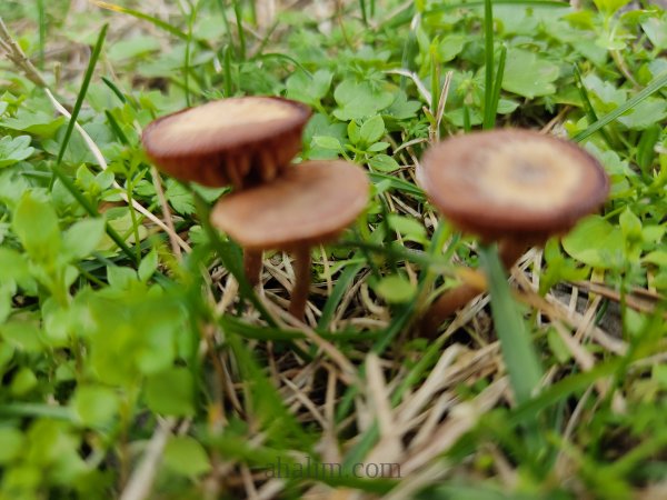 Marasmius oreades