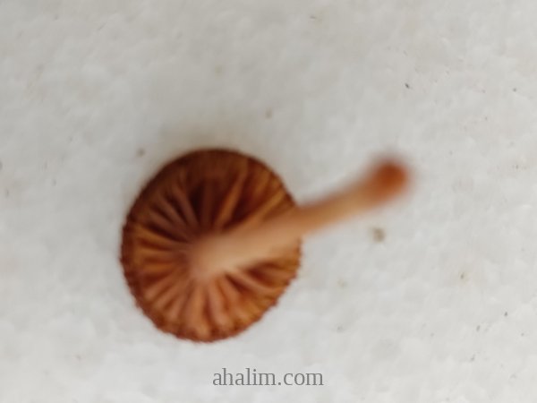 Marasmius oreades