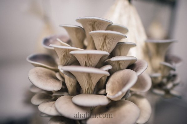 Pleurotus ostreatus