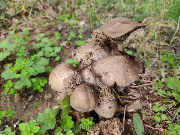 Psathyrella candolleana