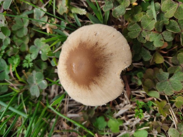 Psathyrella candolleana