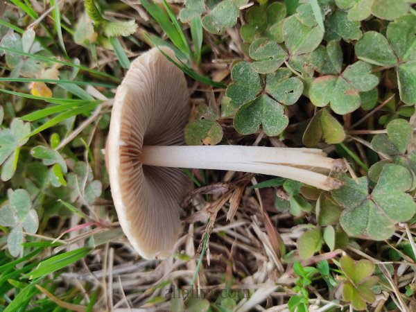 Psathyrella candolleana