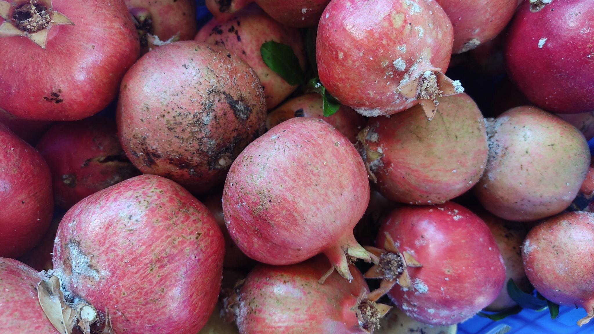 Nar Ekşisi Yapımı: Bütün İncelikleri ve Püf Noktaları : Ahalim